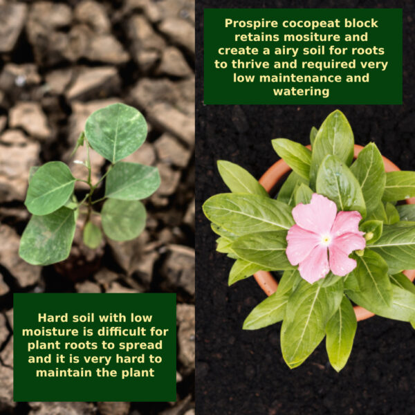 Comparison of plant growth in Prospire Cocopeat and hard soil, showing better root development with cocopeat.