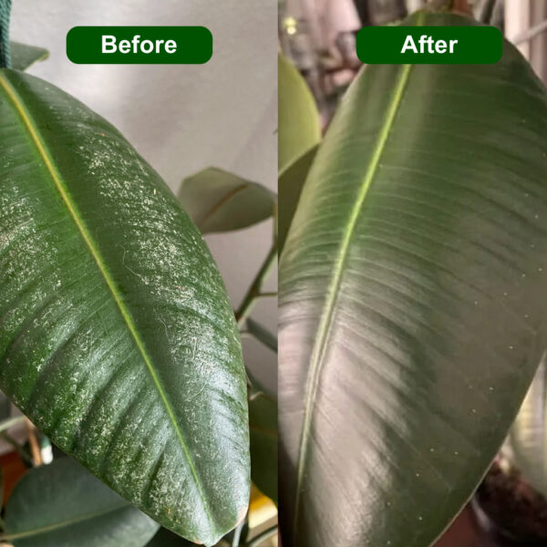 Neem cake before and after